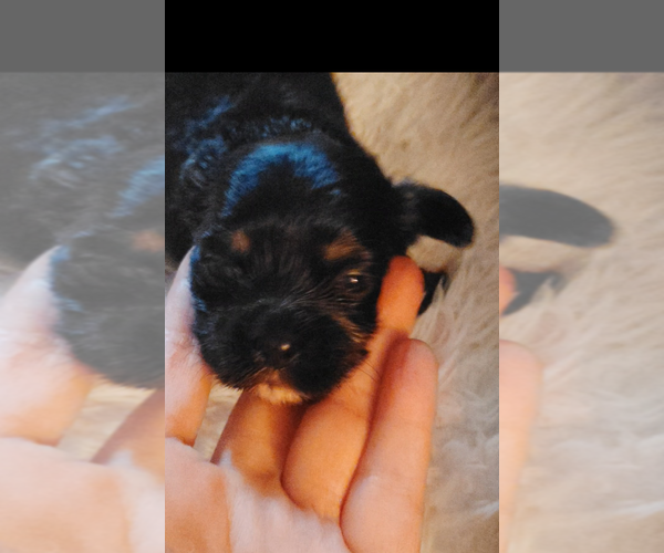 Medium Photo #2 Cock-A-Tzu Puppy For Sale in WOBURN, MA, USA