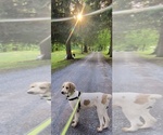 Small Photo #1 Goldendoodle Puppy For Sale in HOUSEVILLE, NY, USA