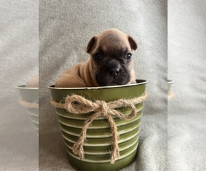 Medium French Bulldog