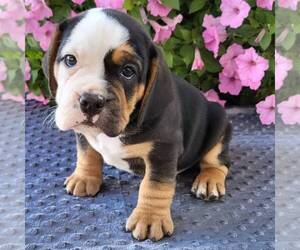 Beabull Puppy for sale in ARTHUR, IL, USA