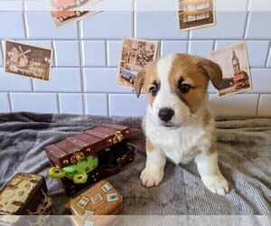 Pembroke Welsh Corgi Puppy for Sale in TRENTON, Ohio USA