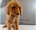 Small Photo #3 Goldendoodle Puppy For Sale in SCAPPOOSE, OR, USA