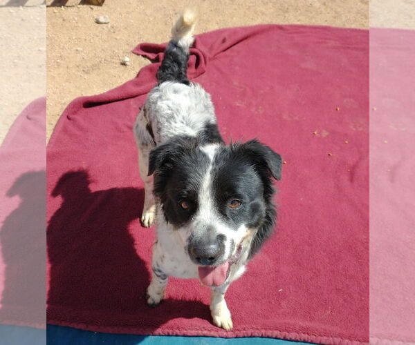 Medium Photo #5 Border Collie-Unknown Mix Puppy For Sale in Apple Valley, CA, USA