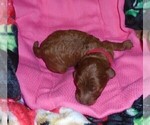 Small Photo #17 Poodle (Standard) Puppy For Sale in CLATSKANIE, OR, USA