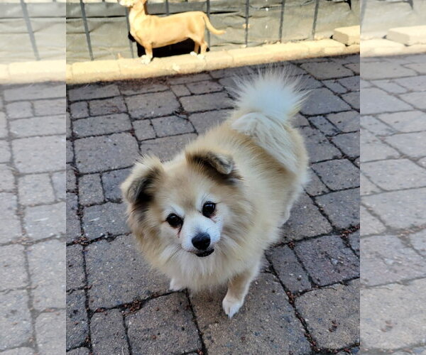 Medium Photo #3 Pomeranian Puppy For Sale in St. Louis Park, MN, USA