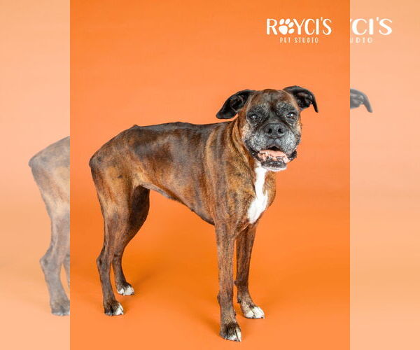 Medium Photo #2 Boxer Puppy For Sale in Sandy, UT, USA