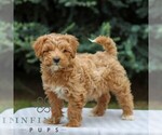 Small Goldendoodle (Miniature)