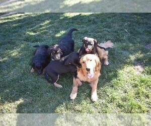 German Shepherd Dog-Golden Retriever Mix Puppy for sale in SANTA CLARITA, CA, USA