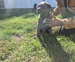 Puppy Munra Cane Corso
