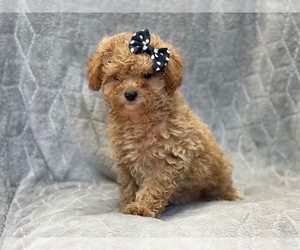 Cavapoo-Poodle (Miniature) Mix Puppy for sale in LAKELAND, FL, USA