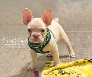 French Bulldog Puppy for sale in POWDER SPRINGS, GA, USA