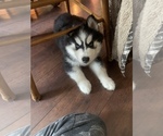 Small Photo #1 Siberian Husky Puppy For Sale in VERONA, NY, USA