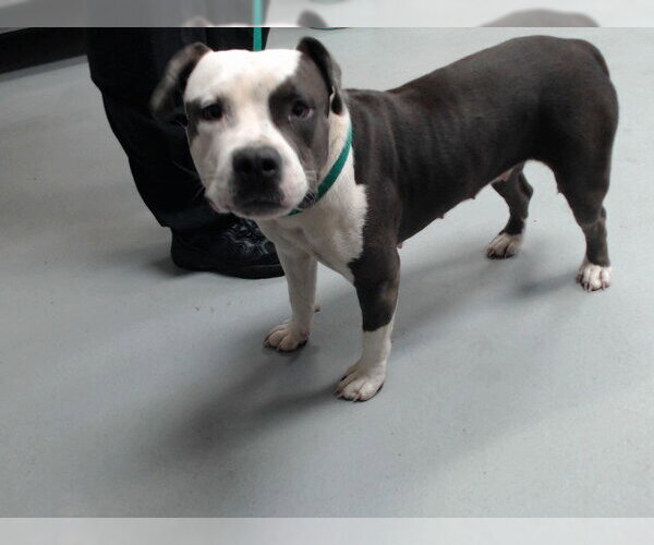 Medium Photo #1 Mutt Puppy For Sale in Fayetteville, NC, USA