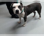 ZARI - Female Mutt Dog for Adoption - Small photo