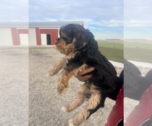 Yorkshire Terrier Puppy for sale in INDIANAPOLIS, IN, USA