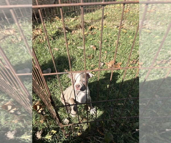 Medium Photo #14 Boston Terrier Puppy For Sale in ATWOOD, OK, USA