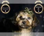 Small #6 YorkiePoo