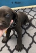 Small Photo #2 German Shorthaired Pointer Puppy For Sale in ALACHUA, FL, USA