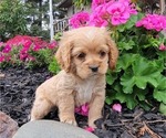 Small Photo #12 Cocker Spaniel Puppy For Sale in WITHEE, WI, USA