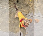 Small Photo #3 Beagle-Unknown Mix Puppy For Sale in Newport Beach, CA, USA