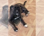 Small #5 Labrador Retriever-Mountain Cur Mix