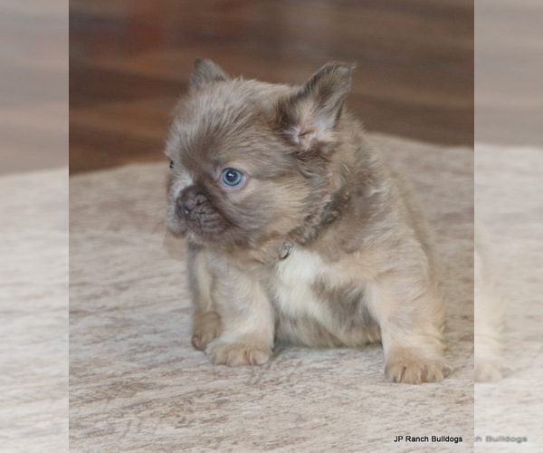 Medium Photo #2 French Bulldog Puppy For Sale in WINNSBORO, TX, USA