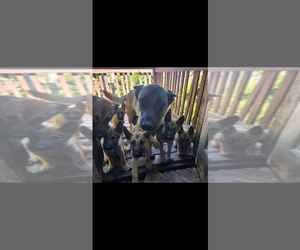 Belgian Malinois-Siberian Husky Mix Puppy for sale in JEFFERSON PARK, IL, USA