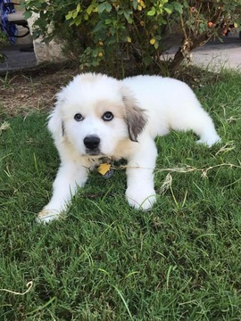 Medium Photo #1 Great Pyrenees Puppy For Sale in ALEDO, TX, USA