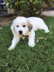 Great Pyrenees Puppy for sale in ALEDO, TX, USA
