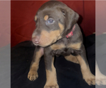 Small #16 Doberman Pinscher