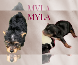 Yorkshire Terrier Puppy for sale in AZLE, TX, USA