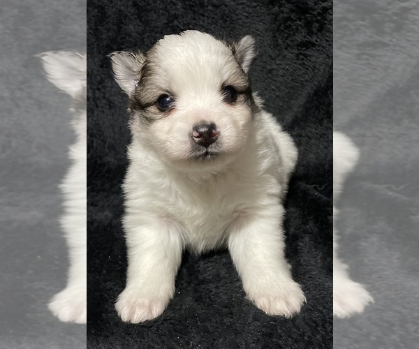 Medium Photo #1 Pomsky Puppy For Sale in WARREN, OH, USA