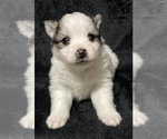 Small Photo #1 Pomsky Puppy For Sale in WARREN, OH, USA