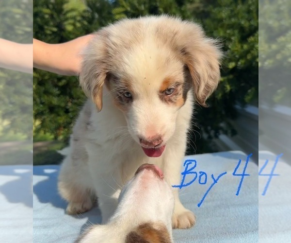 Medium Photo #1 Australian Shepherd Puppy For Sale in HYDEN, KY, USA
