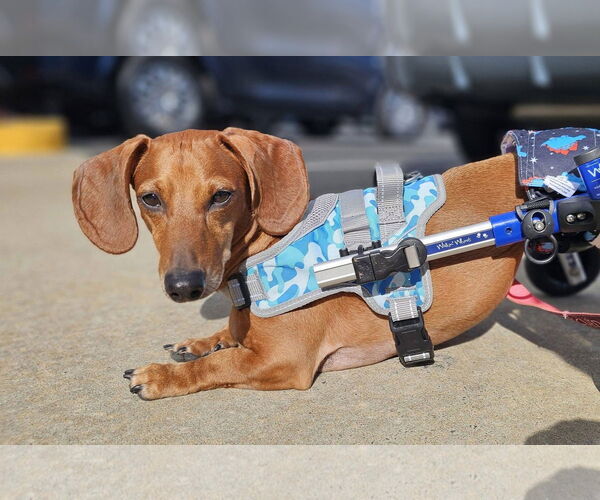 Medium Photo #5 Dachshund Puppy For Sale in Fruitland, SC, USA