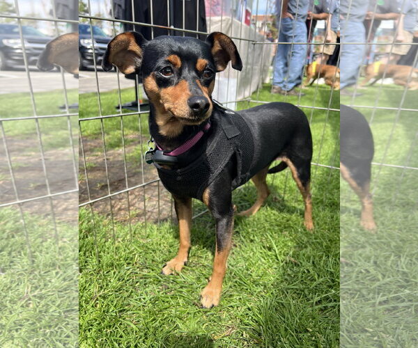 Medium Photo #9 Miniature Pinscher Puppy For Sale in Lake Elsinore, CA, USA