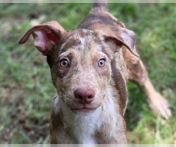 Medium Photo #1 Catahoula Leopard Dog-Unknown Mix Puppy For Sale in Anniston, AL, USA