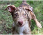 Small Catahoula Leopard Dog Mix
