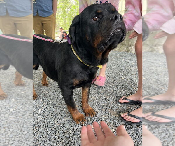 Medium Photo #11 Rottweiler Puppy For Sale in Oak Bluffs, MA, USA