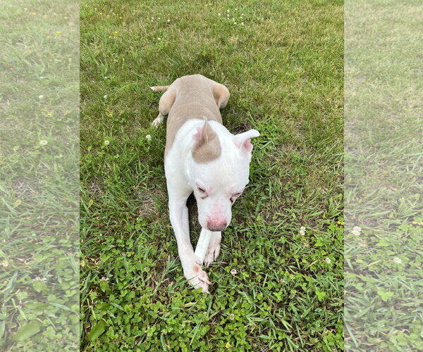 Medium Photo #2 American Staffordshire Terrier Puppy For Sale in Spring Lake, NJ, USA