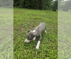 Italian Greyhound Puppy for sale in NESBIT, MS, USA