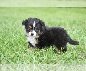 Miniature Australian Shepherd Puppy for sale in PALM COAST, FL, USA