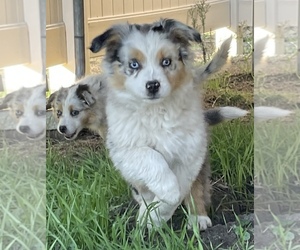 Australian Shepherd Puppy for sale in VALLEY CENTER, CA, USA
