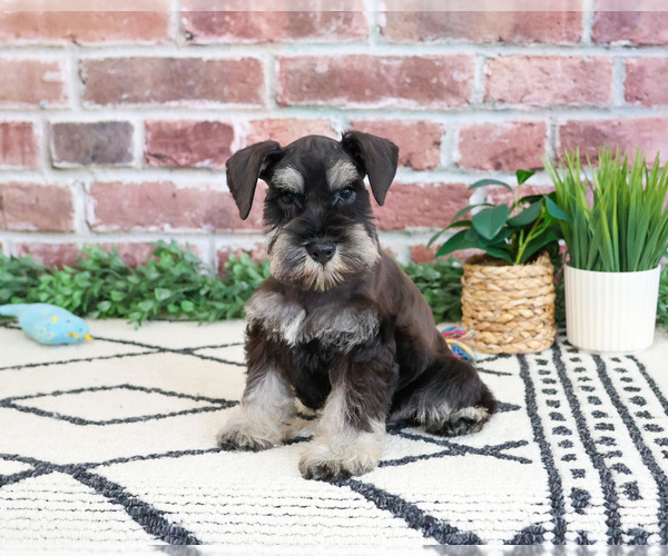Medium Photo #6 Schnauzer (Miniature) Puppy For Sale in SYRACUSE, IN, USA