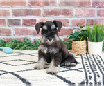 Small #5 Schnauzer (Miniature)