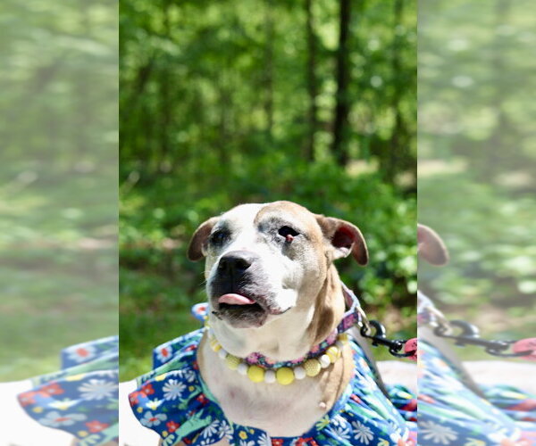 Medium Photo #7 Mutt Puppy For Sale in Raleigh, NC, USA