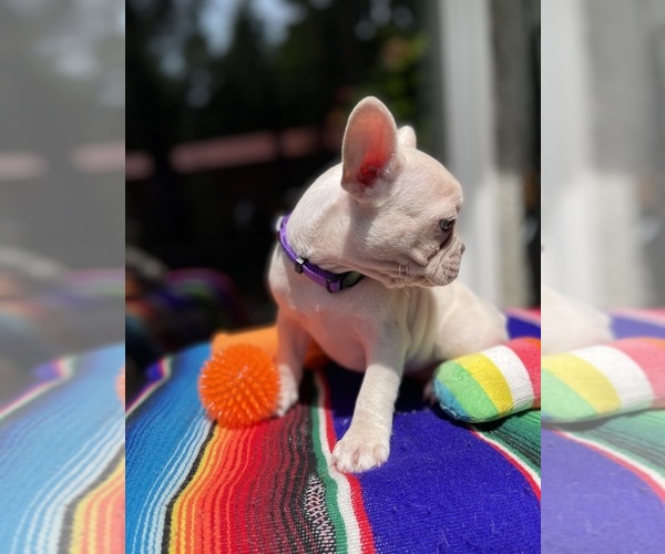 Medium Photo #4 Faux Frenchbo Bulldog Puppy For Sale in HOODSPORT, WA, USA