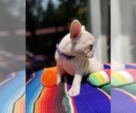 Small #3 Faux Frenchbo Bulldog