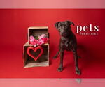Small #3 Labrador Retriever Mix
