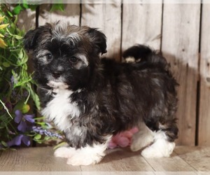 Havanese Puppy for sale in MOUNT VERNON, OH, USA